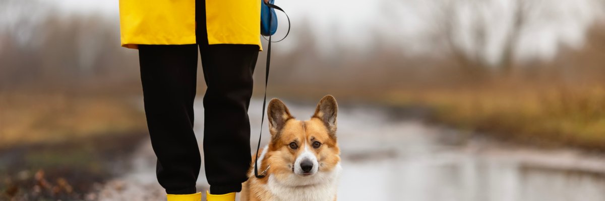 cute corgi dog in yellow beret and rubber boots walks among puddles on autumn roads on a leash with the owner